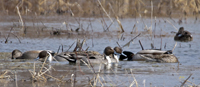 Northern Pintails and others 1469